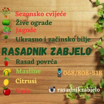 Rasadnik Zabjelo - Zive ograde, rasad povrca,cvijeca I jagoda