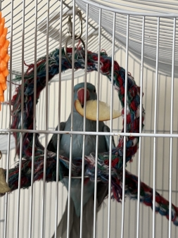 Papagaj Mali Aleksandar 